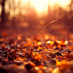 Autumn Leaves: muzikale herfstpracht